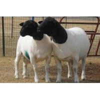 新疆純種薩福克種羊養(yǎng)殖場薩福克母羊梁山縣多胎肉羊養(yǎng)殖場